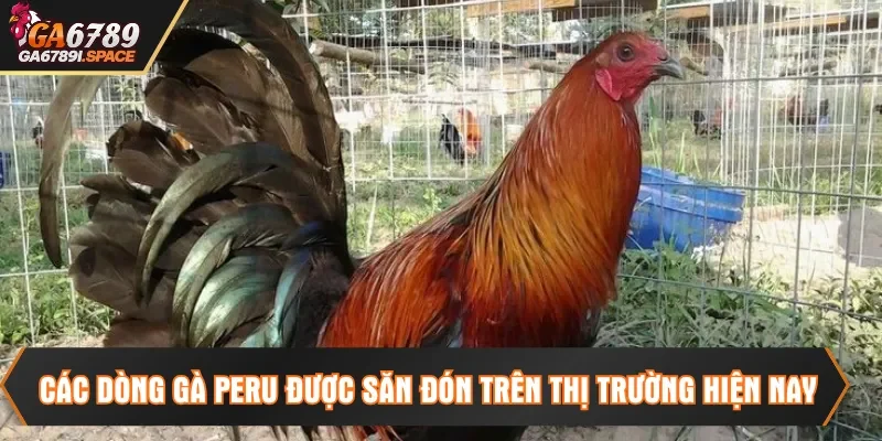 Các dòng Gà Peru được săn đón trên thị trường hiện nay