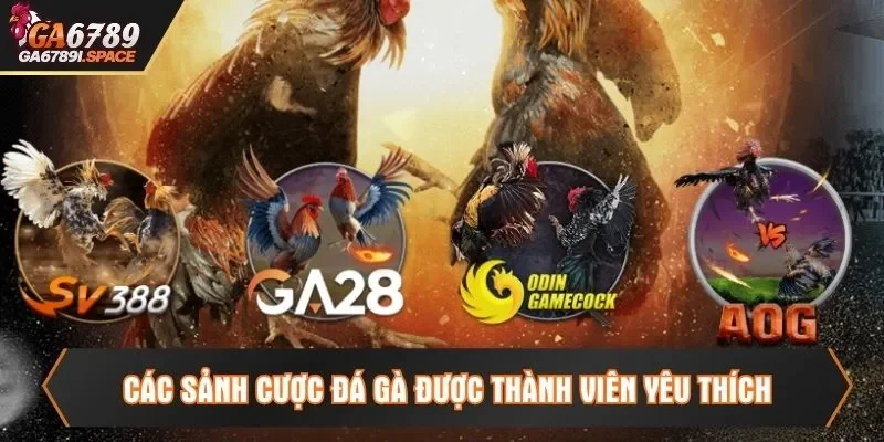 Các sảnh cược đá gà được thành viên yêu thích