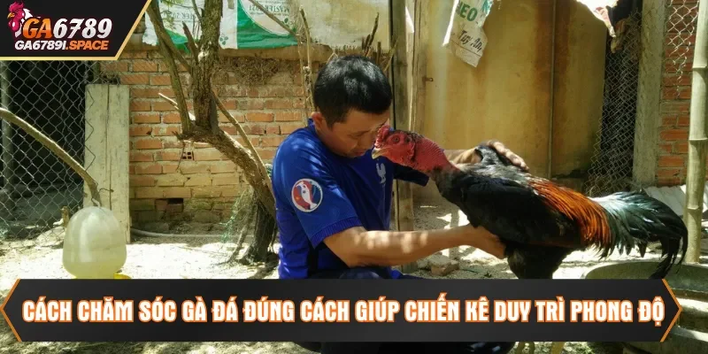 Cách chăm sóc gà đá đúng cách giúp chiến kê duy trì phong độ