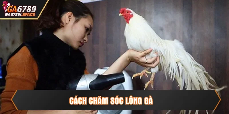 cách chăm sóc lông gà