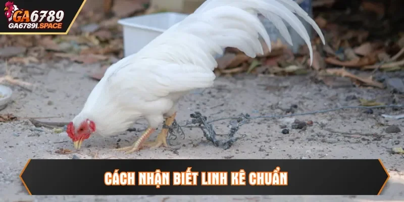 Cách nhận biết linh kê chuẩn