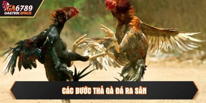 Cách thả gà đá theo từng bước chi tiết