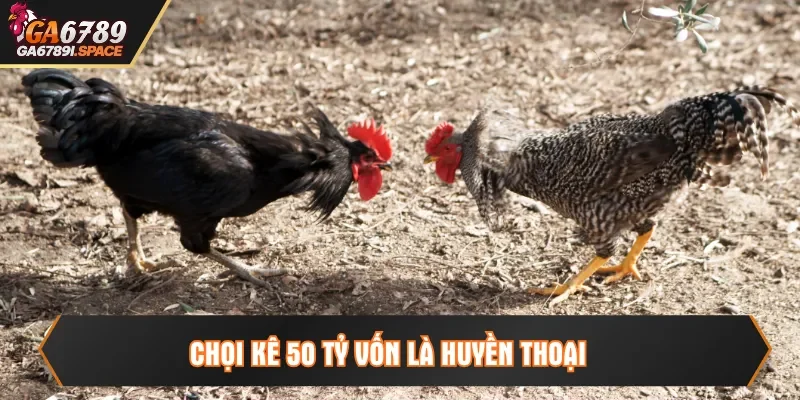 Chọi kê 50 tỷ vốn là huyền thoại