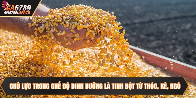 Chủ lực trong chế độ dinh dưỡng là tinh bột từ thóc, kê, ngô