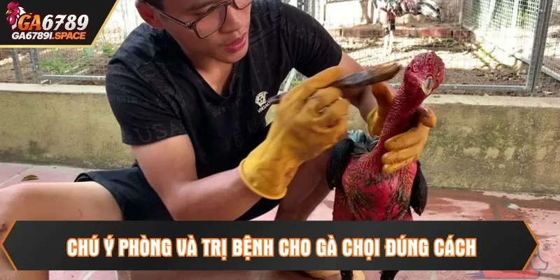 Chú ý phòng và trị bệnh cho gà chọi đúng cách
