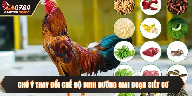 Chú ý thay đổi chế độ dinh dưỡng giai đoạn siết cơ