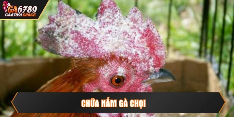 chữa nấm gà chọi
