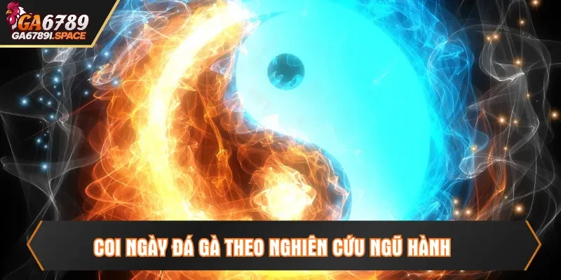 Coi ngày đá gà theo nghiên cứu ngũ hành