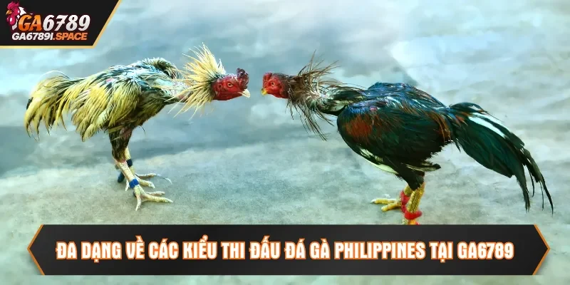 Đa dạng về các kiểu thi đấu đá gà Philippines tại Ga6789