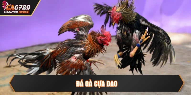 đá gà cựa dao