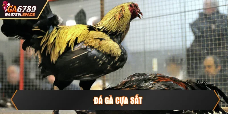 đá gà cựa sắt