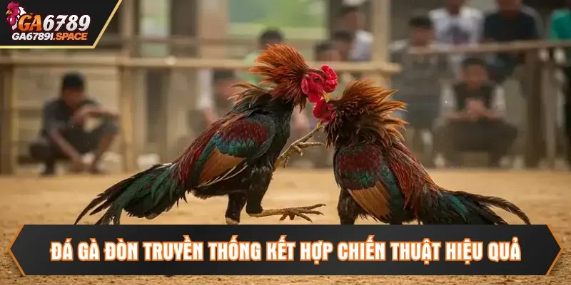 Đá gà đòn truyền thống kết hợp chiến thuật hiệu quả
