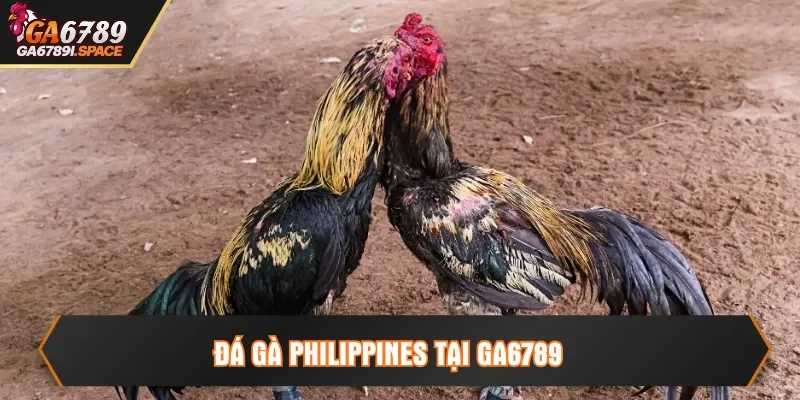 Đá gà Philippines tại Ga6789