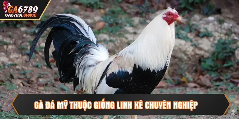 Gà đá Mỹ thuộc giống linh kê chuyên nghiệp
