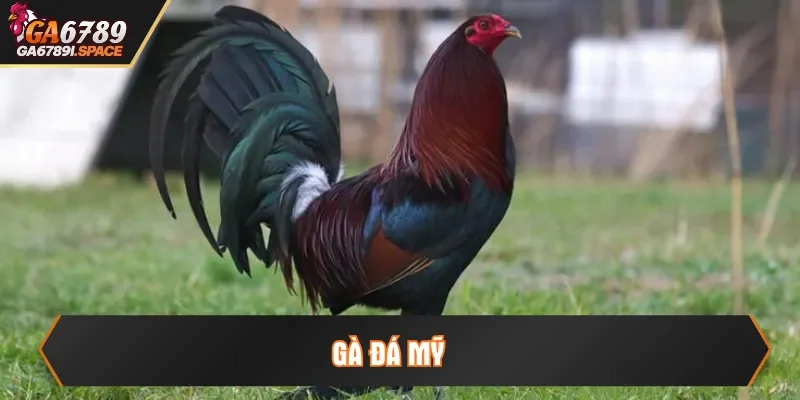 gà đá mỹ