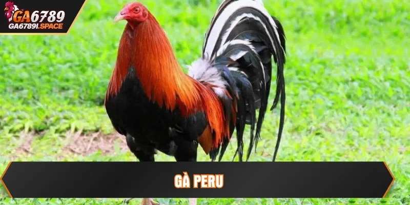 gà peru