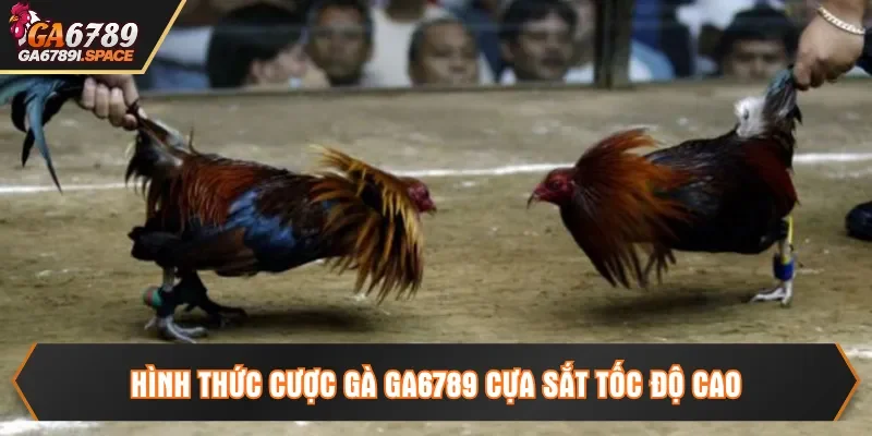 Hình thức cược gà Ga6789 cựa sắt tốc độ cao