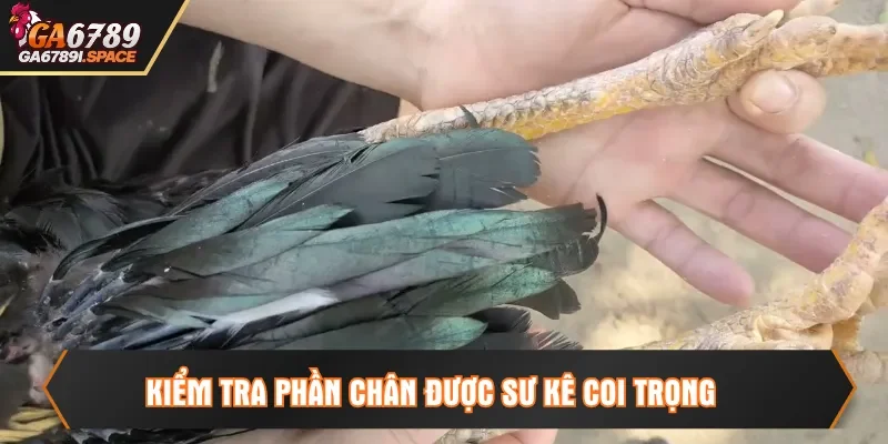 Kiểm tra phần chân được sư kê coi trọng
