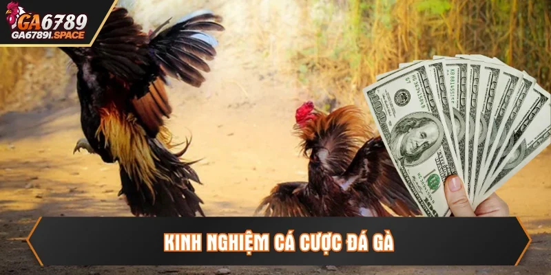 kinh nghiệm cá cược đá gà
