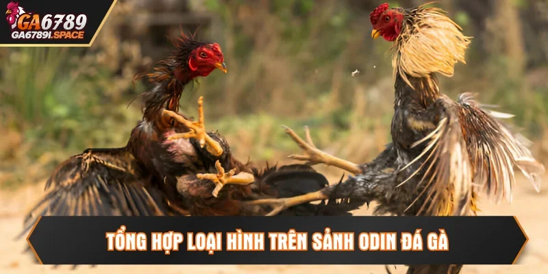 Loại hình chọi gà được yêu thích trên sảnh