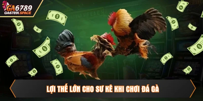 Lợi thế khi chơi đá gà ở sàn đấu kinh điển