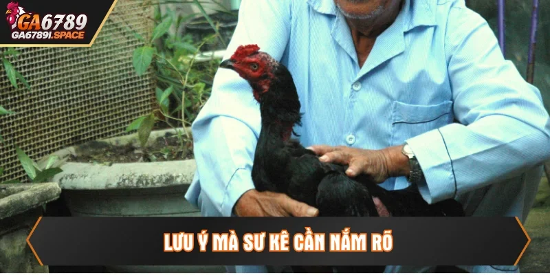 Lưu ý cho sư kê để thả gà hiệu quả