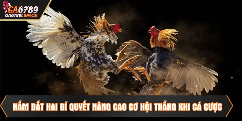 Nắm bắt hai bí quyết nâng cao cơ hội thắng khi cá cược