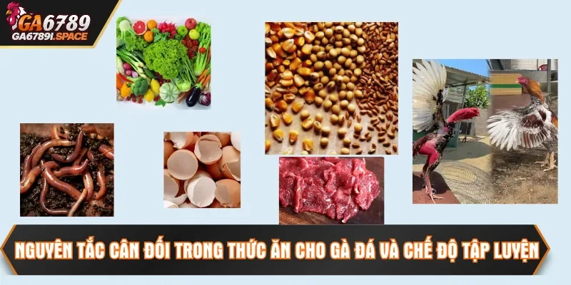 Nguyên tắc cân đối trong thức ăn cho gà đá và chế độ tập luyện