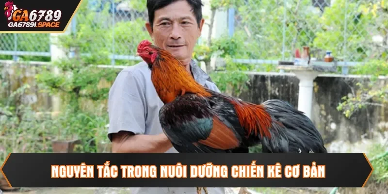 Nguyên tắc trong nuôi dưỡng chiến kê cơ bản