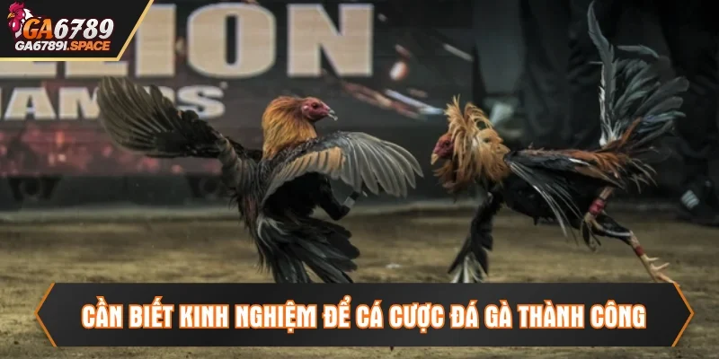 Tầm quan trọng khi nắm kinh nghiệm đá gà