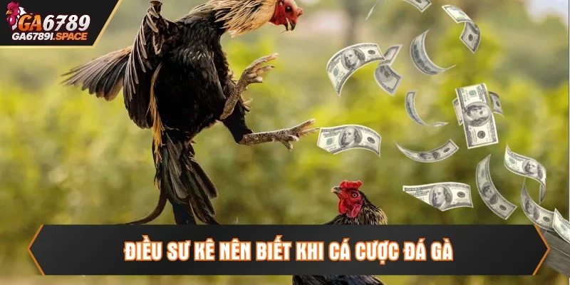 Vài điều lưu ý mà sư kê cần phải nắm rõ