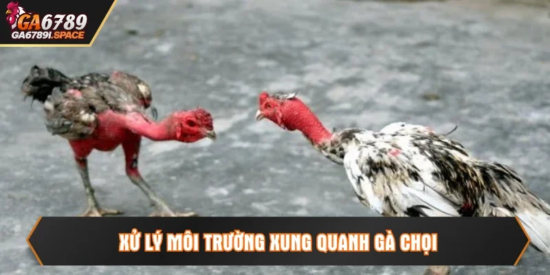 Xử lý môi trường để chữa nấm gà chọi